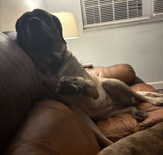 Photo of Bella