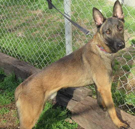 Photo of Onyx