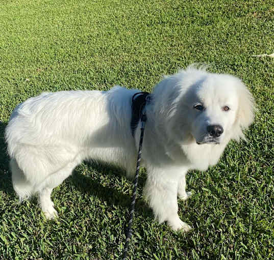 Photo of Bruno