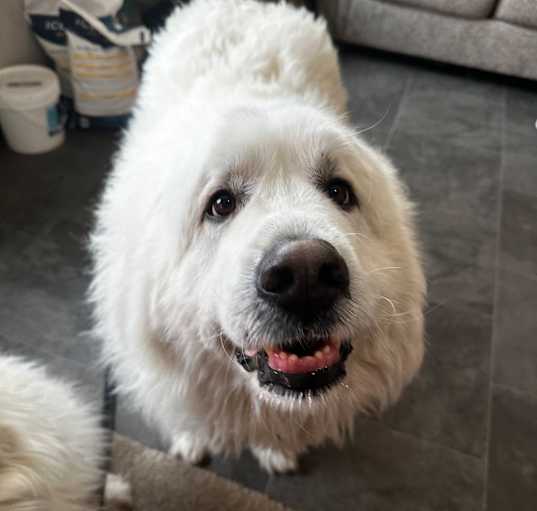 Photo of Polar Knight