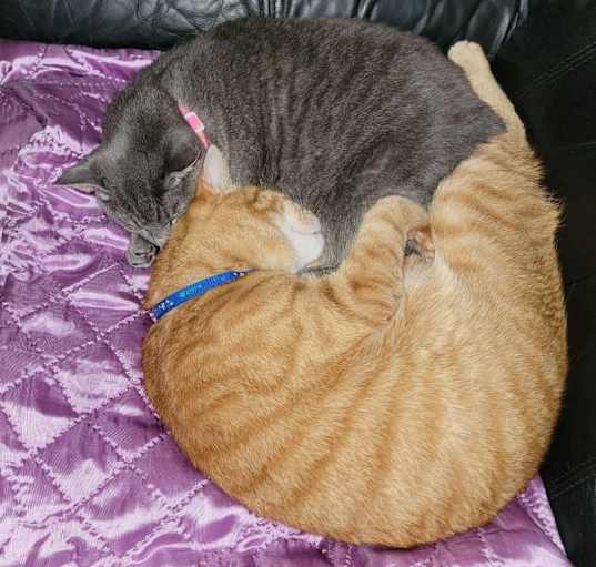 Photo of Dizzy and Mango