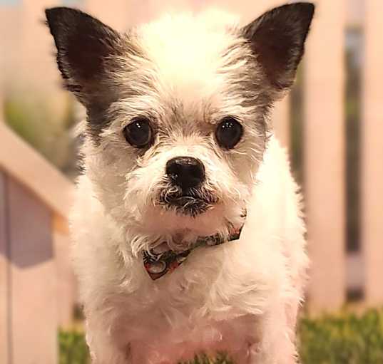 Photo of Tango