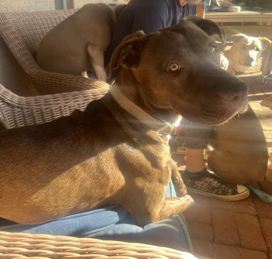 Photo of Izzy