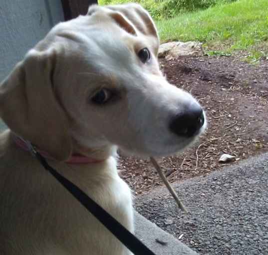 Photo of Sadie