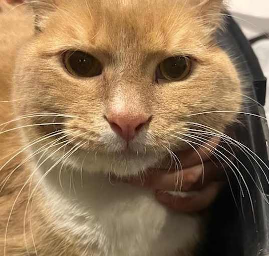 Photo of Capone - In a Foster Home!