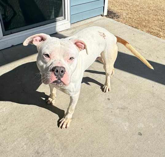 Photo of Bently