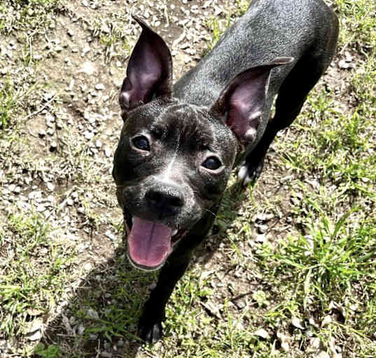 Photo of Ziggy