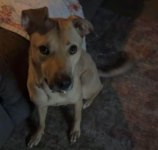 Photo of Harley