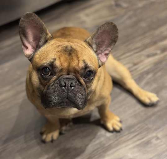 Photo of Milo