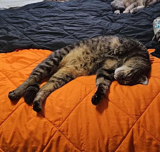 Photo of Tiger