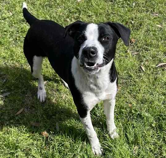 Photo of Ramone