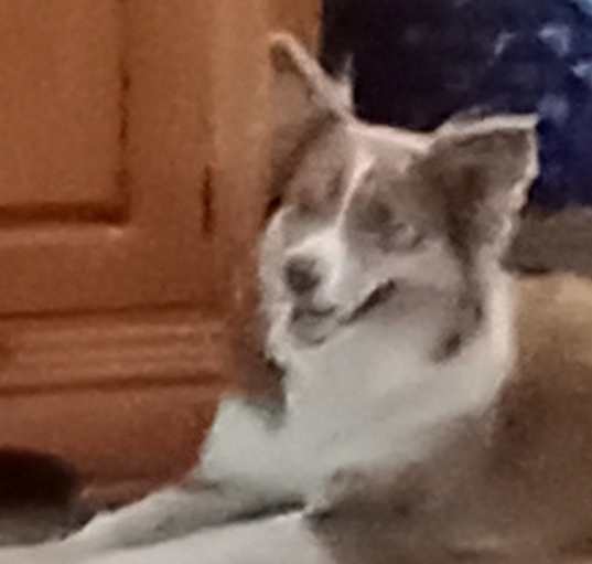 Photo of Sharlie