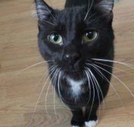 Photo of Milo