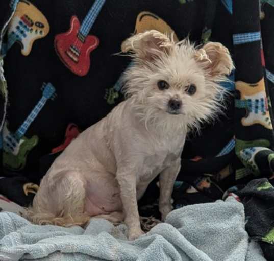 Photo of Toto