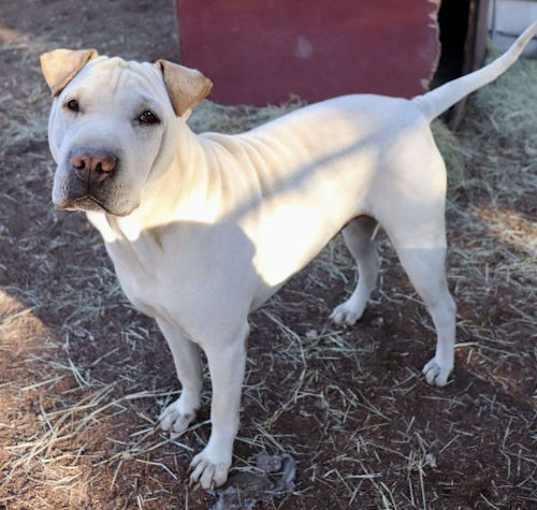 Photo of Sabre