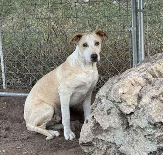 Photo of Butterscotch
