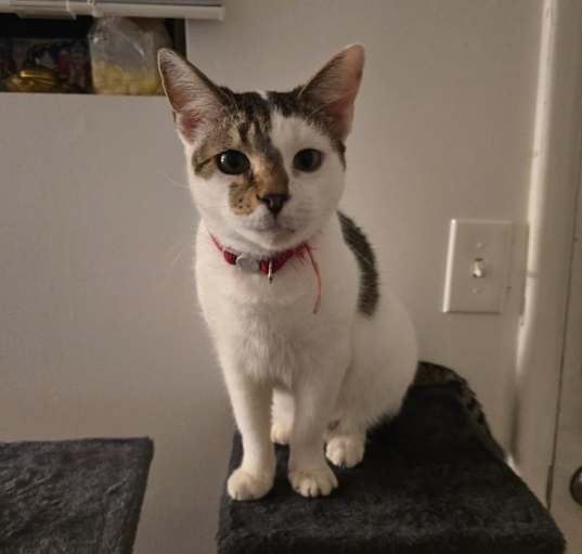 Photo of Willow