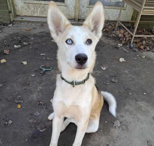 Photo of Koda (10mo PUPPY)