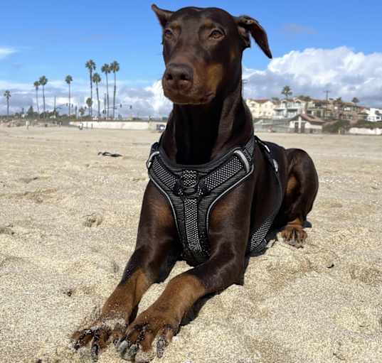 Photo of Stella