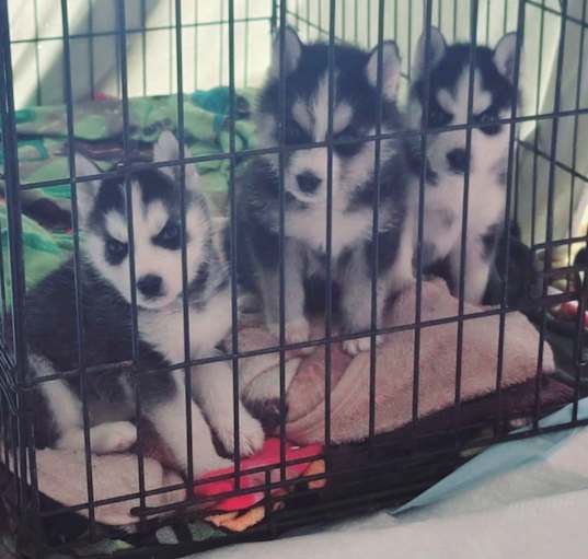 Photo of Husky pups