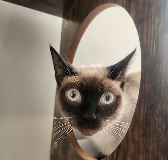 Photo of Fancy