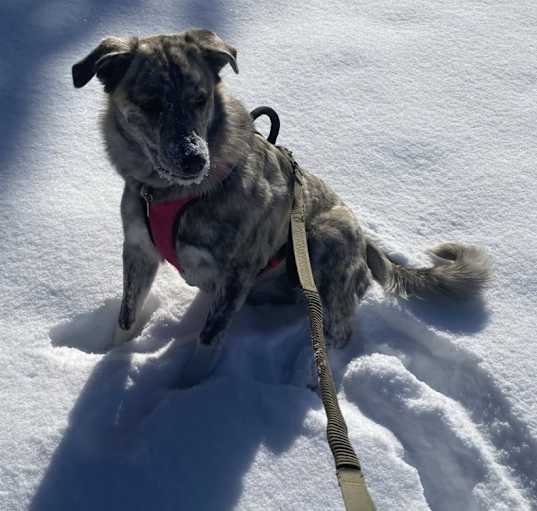 Photo of Shadow