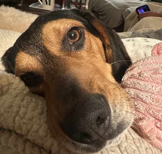 Photo of Odie