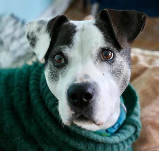 Photo of Willow