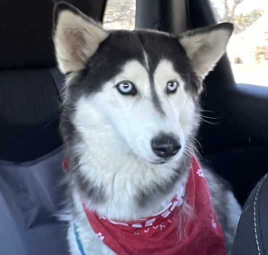 Photo of Belle *Foster Needed*