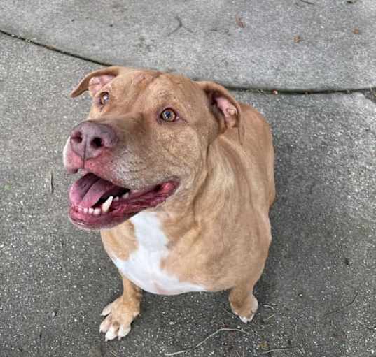 Photo of Tanner (Owner Assist)