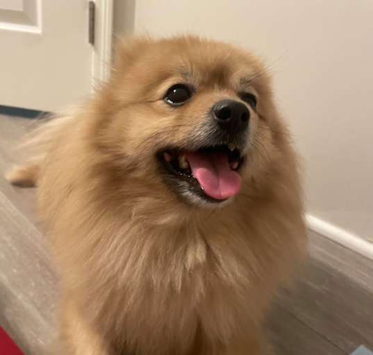 Photo of Mishka