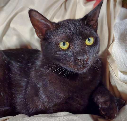 Photo of Dusty