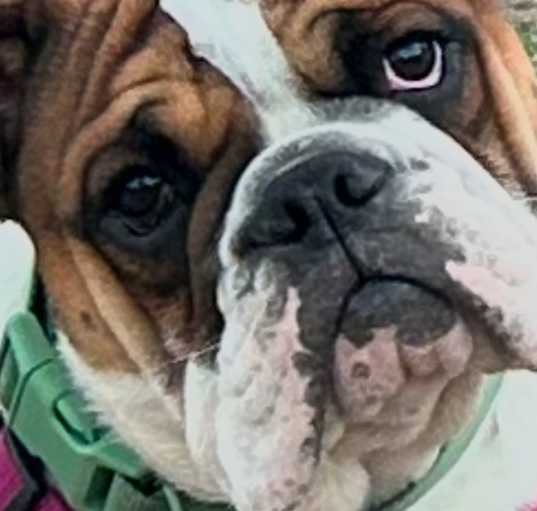 Photo of Lola