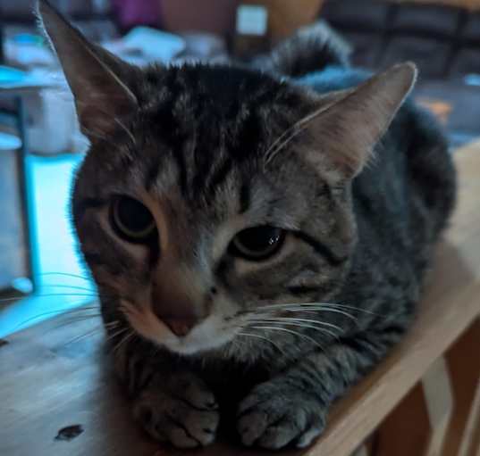 Photo of Rosco
