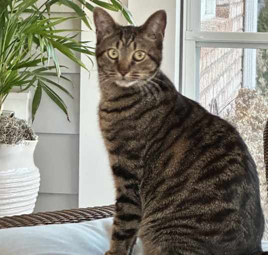 Photo of Pickle
