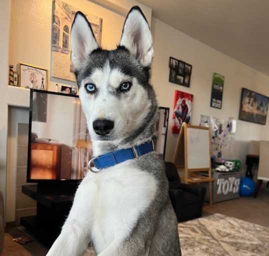 Photo of Nova