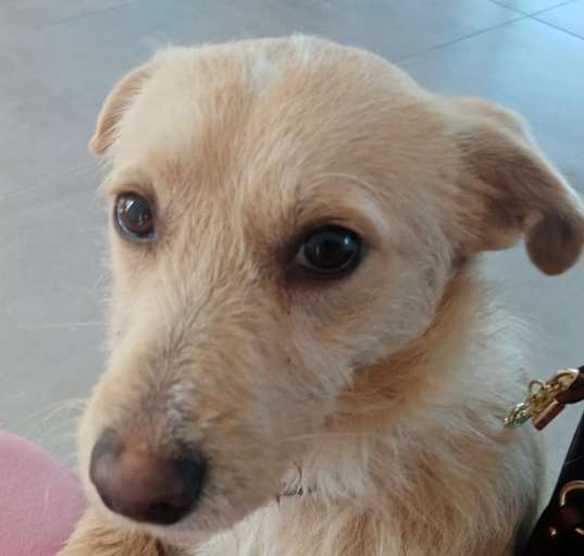Photo of Dominico