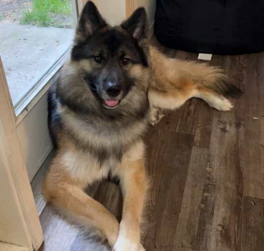 Photo of Loki