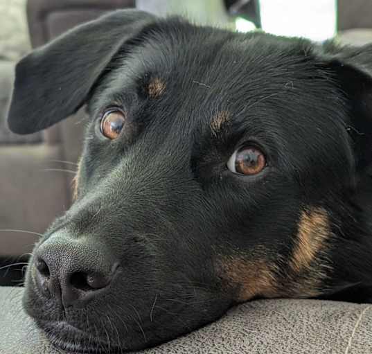Photo of Nova