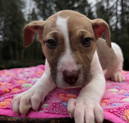 Photo of Harley