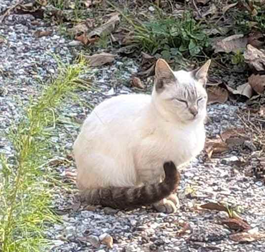 Photo of BARN CATS