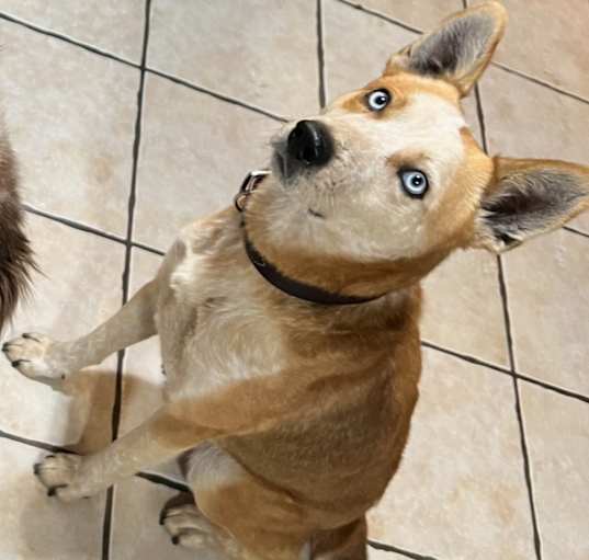 Photo of Tobi