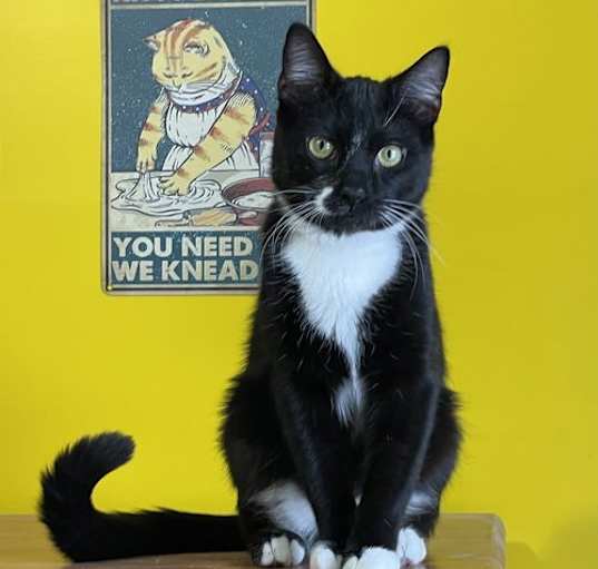Photo of Puck