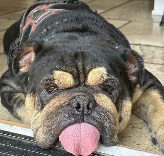 Photo of Rocky