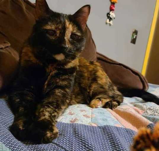 Photo of Wrangler