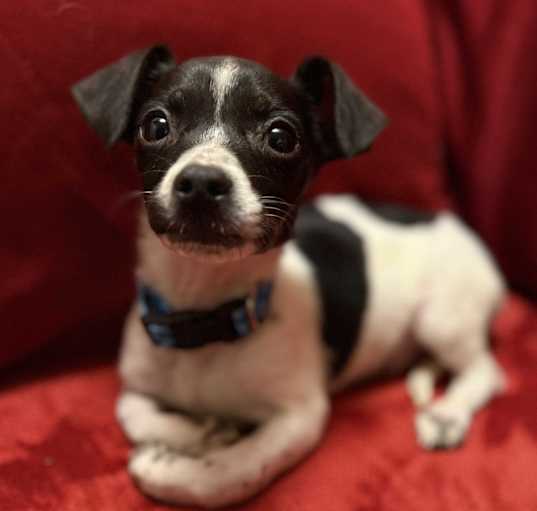 Photo of Rustin