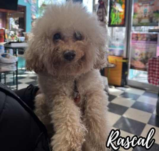 Photo of Rascal