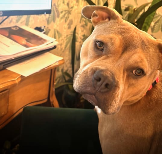 Photo of Rosie