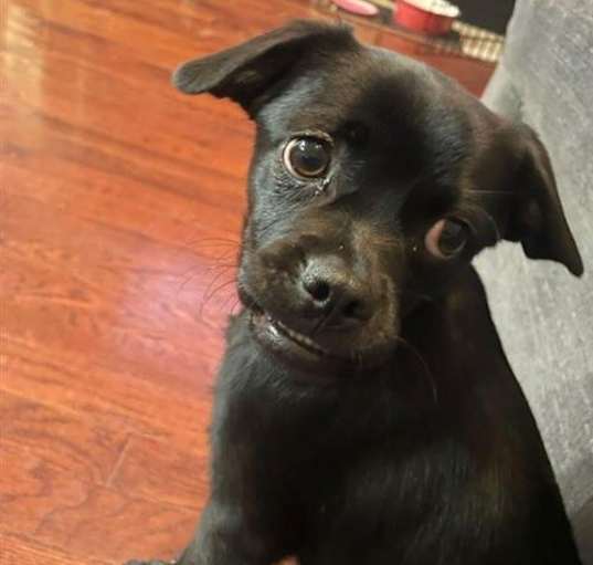 Photo of Buttercup - Foster or Adopt Me!