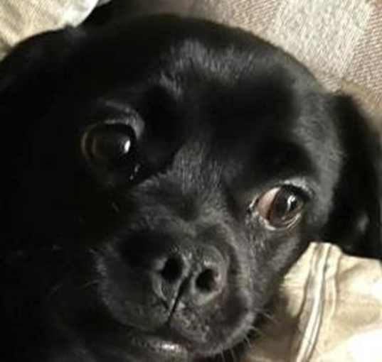 Photo of Blossom - Foster or Adopt Me!